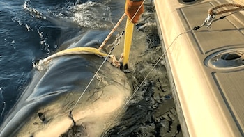Reaparece Contender, el tiburón blanco macho más grande registrado por científicos en el Atlántico: mide más de cuatro metros y pesa 750 kilos