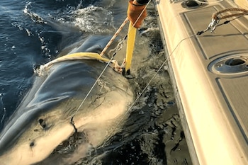 Contender, uno de los tiburones blancos más grandes registrados por los científicos. (OCEARCH)
