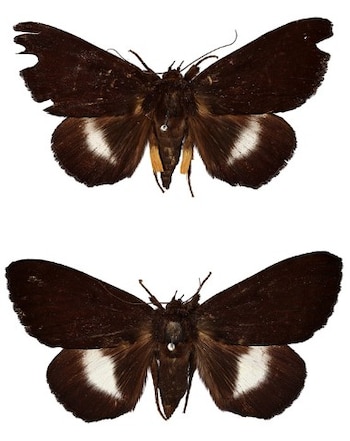 Esta Tabwecala robinsoni bastante llamativa