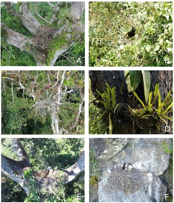 Seis recuadros muestran nidos de aves en árboles y rocas, con algunas crías y aves adultas. Vegetación abundante
