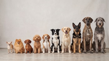 Por qué los perros grandes envejecen más rápido que los pequeños: un estudio encontró cambios en el ADN que podrían explicar su vida más corta