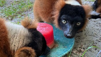 La alta humedad en el