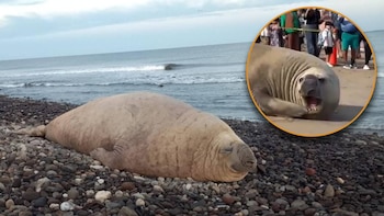 Elefante marino sorprende a turistas