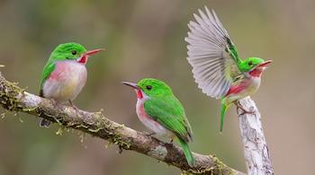 Tres aves barrancolíes de cabeza verde, garganta roja y cuerpo blanco-rosado sobre ramas. Una de ellas tiene las alas extendidas.