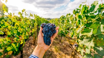 Hay distintas variedades de uvas