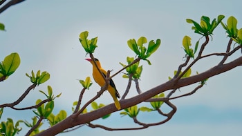 Este ecosistema marino excepcional