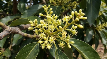 Ramillete de flores y brotes pequeños de color amarillo verdoso en una rama con hojas verdes oscuras.