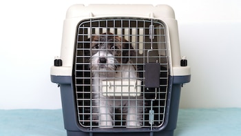 Conoce todo lo que necesitas