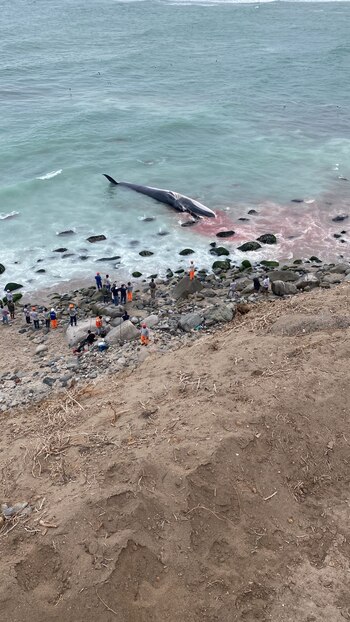 Ballena fin o de aleta
