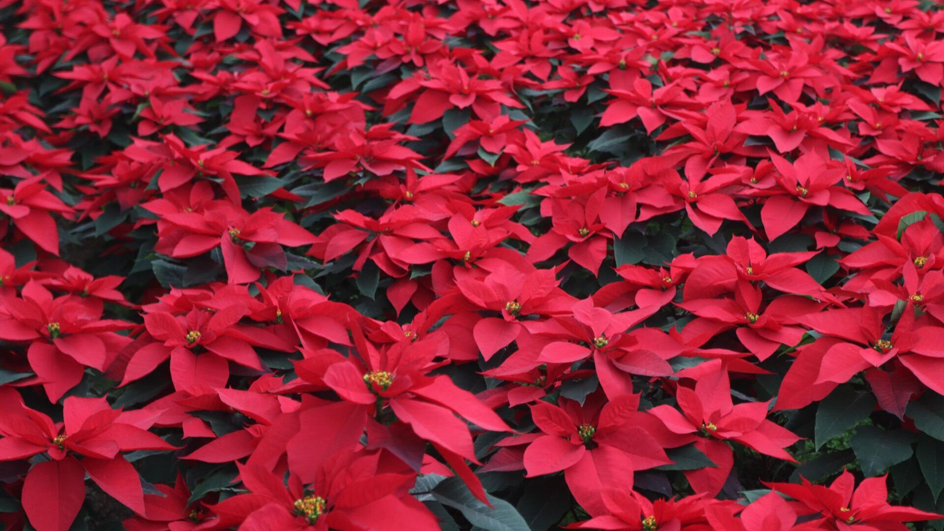 En México, la costumbre de adornar con nochebuenas durante la Navidad tiene raíces tanto prehispánicas como coloniales. Crédito: Cuartoscuro.