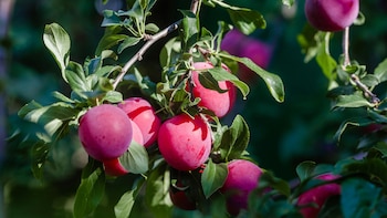 Por qué el ciruelo es