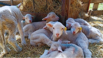 Un programa de mejoramiento impulsa