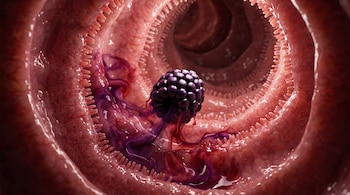 Una mora negra libera un líquido violeta sobre la pared del interior del tubo digestivo humano, revestida de microvellosidades.