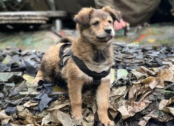 El perro siempre corre y