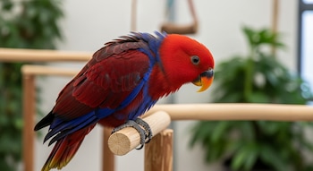 Loro de cabeza y cuerpo rojo intenso con alas azules, posado en una percha de madera. Sus plumas están levemente erizadas y las alas ligeramente abiertas.