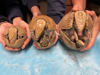 El armadillo se convirtió en