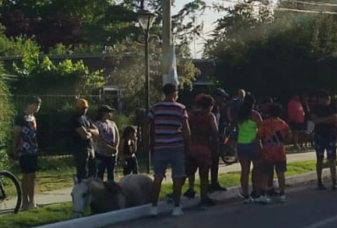 Un policía de Mendoza murió luego de que un caballo se cruzara en la ruta y provocara un accidente de tránsito (El Cuco Digital)