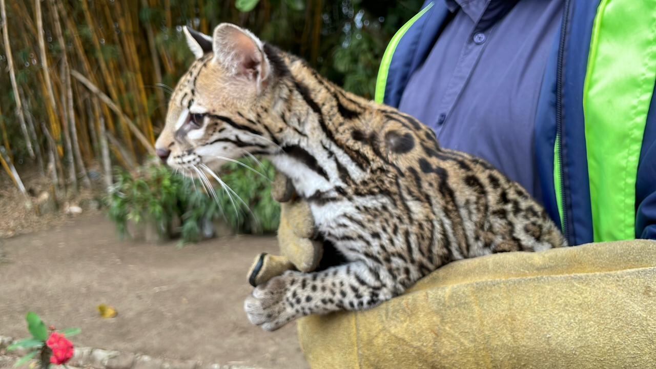 La llegada del ocelote al centro de atención revela el impacto de la colaboración entre ciudadanos y autoridades. Un símbolo de los desafíos y logros en la conservación de la fauna silvestre - crédito CAR Cundinamarca