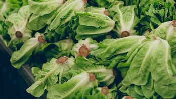 ¿Ya es seguro comer lechuga?