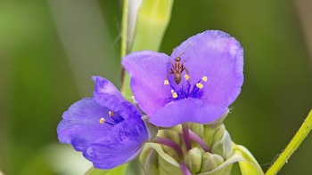 Las sociedades de hormigas surgieron