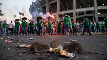 Cuántas ratas viven en la CDMX: especialistas explican la cifra récord en víspera del Mundial