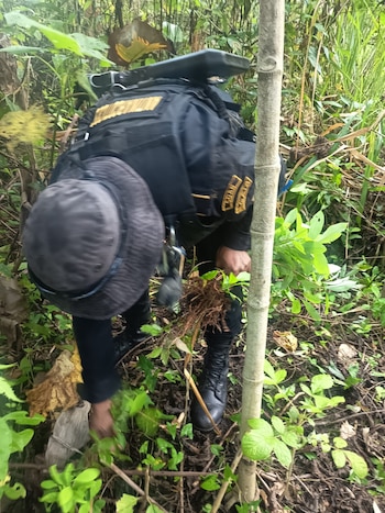 Oficial con uniforme negro y sombrero oscuro se inclina, inspeccionando el suelo cubierto de vegetación en una densa selva tropical
