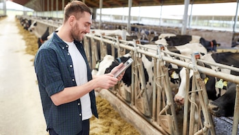 Hombre con una tablet en un tambo con vacas holando