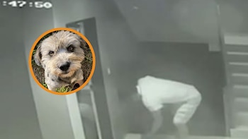 Maltrato animal en Piura: suboficial de la PNP es acusado de matar a tiros a un perro por orinar en su puerta