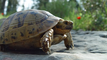 El cambio climático, los incendios forestales y el mascotismo amenazan a la tortuga mora: es una especie “vulnerable” en España