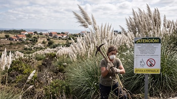 Una mujer con mascarilla y guantes sostiene un pico entre plantas de hierba de las pampas y un cartel informativo.