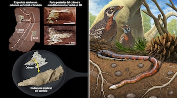 Fósiles de vértebras y cráneo de serpiente, un molde cerebral tridimensional y una ilustración de una serpiente bajo un nido con dos aves.