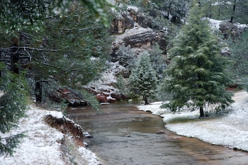Un río de color café claro fluye entre orillas cubiertas de nieve. Se observan varios pinos grandes con ramas nevadas a los lados del río y en el fondo