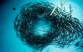 Un "tornado" de barracudas escolarizadas