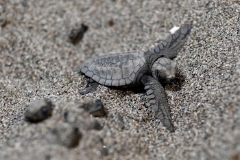 La pesca incidental, la ingestión de plásticos y la destrucción de hábitats son amenazas que afectan a todas las especies de tortugas marinas (REUTERS/Eloisa Lopez)