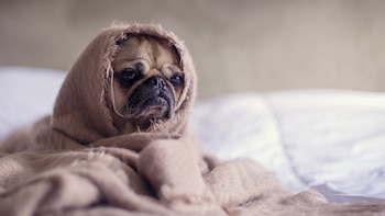 Ni más comida ni dietas caseras: los errores más comunes que pueden perjudicar a un cachorro