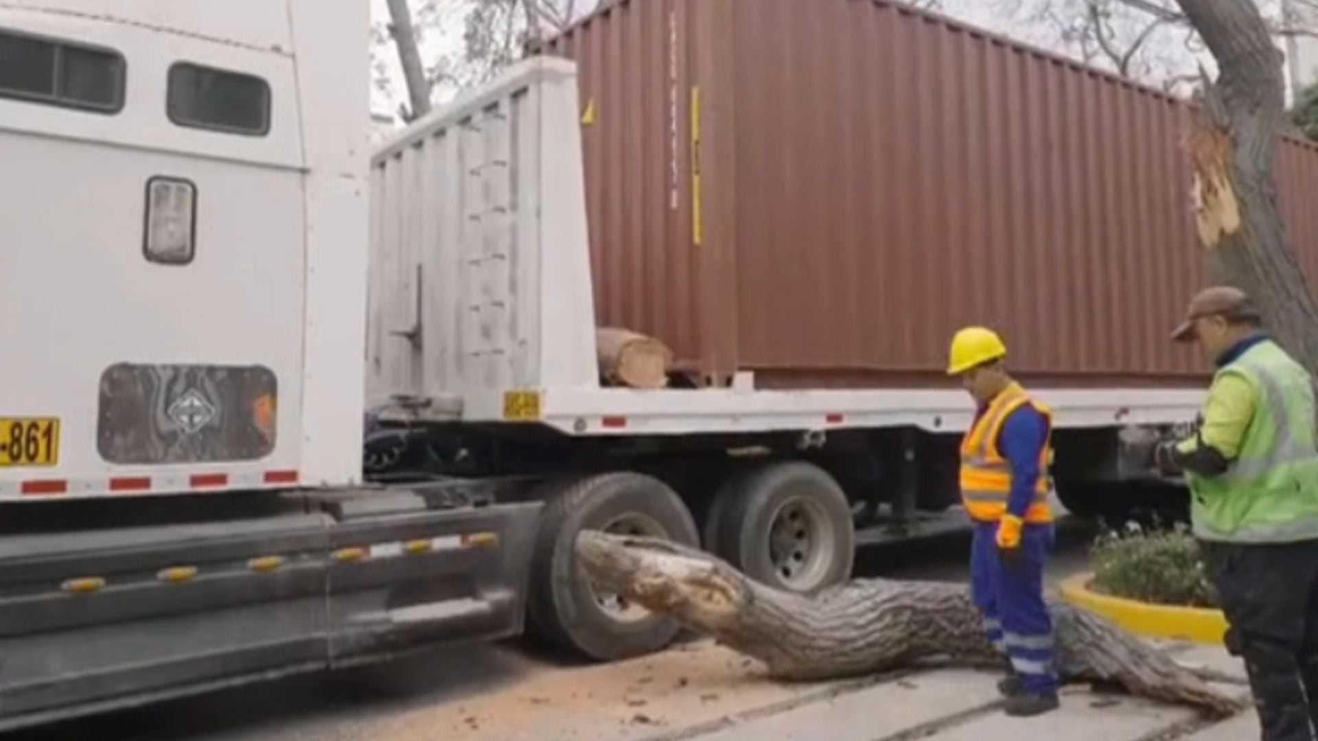 Derriban parte de histórico árbol al que Chabuca Granda salvó de ser talado en Miraflores y al que dedicó un poema - Canal N