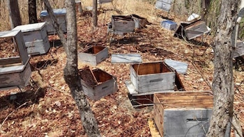 En Ciénaga, Magdalena, fueron envenenadas 4 millones de abejas