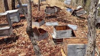 Apiarios rociados con químico que mató a 4 millones de abejas.
Crédito El Heraldo