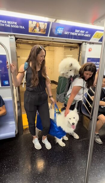 Publicaciones en redes sobre perros