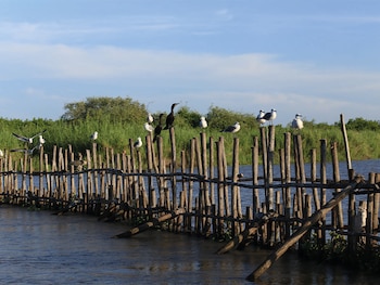 En la Boca de Camichín, donde desemboca el río San Pedro, se produce ostión y se ofrecen recorridos en lancha por sus lagunas. (Imagen Ilustrativa Visit Nayarit)