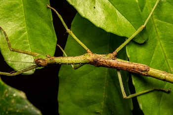 Descubren en Australia una nueva especie de insecto palo: Anchiale mabiensis. (Angus J. Emmott/Universidad de Sídney)
