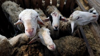 Temor en Holanda por la