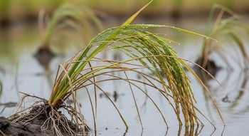 Fotografía macro de plantas de arroz dañadas con tallos doblados y hojas amarillentas, cubiertas de gotas de agua, sobre tierra encharcada.