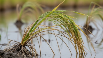 República Dominicana anuncia apoyo a productores afectados por lluvias en la Línea Noroeste