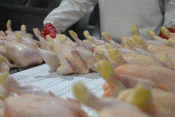 Argentina logró la reapertura del mercado de la Unión Europea para exportar carne fresca aviar