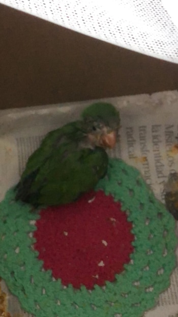 Todas las especies fueron controladas