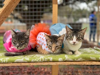 Gran feria en el Parque