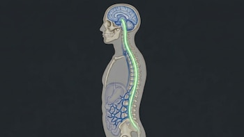 Ilustración anatómica lateral de un cuerpo humano transparente. Muestra el esqueleto, el cerebro, la columna con una línea verde y venas azules conectando el abdomen con la médula espinal