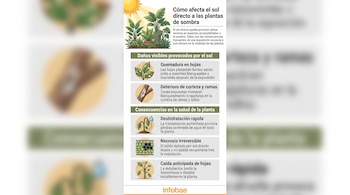 Infografía con texto e ilustraciones sobre daños del sol en plantas, como quemaduras en hojas, deterioro de corteza y deshidratación.