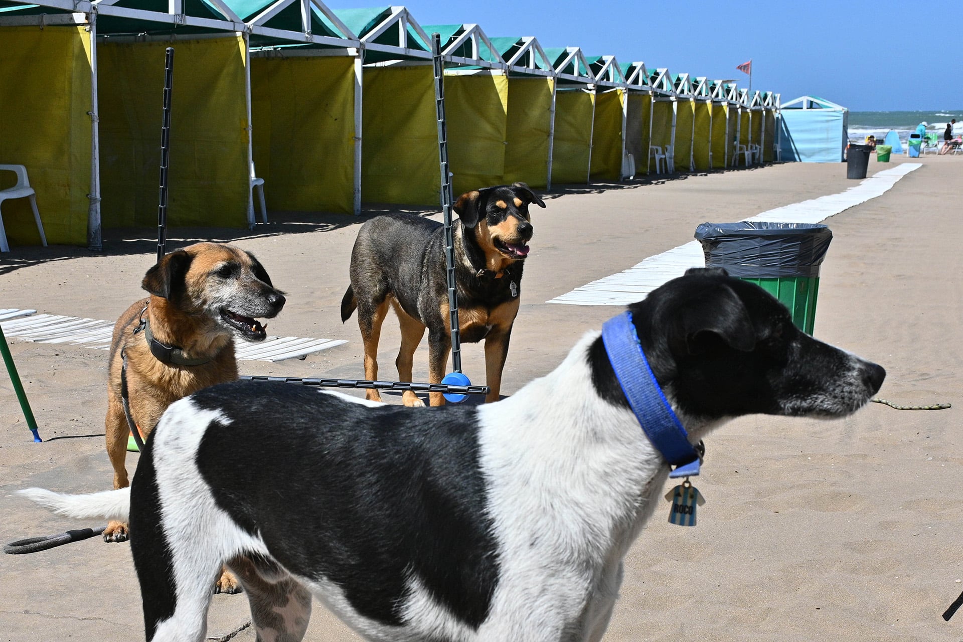 Familias con perros disfrutando de la playa en Mar del Plata